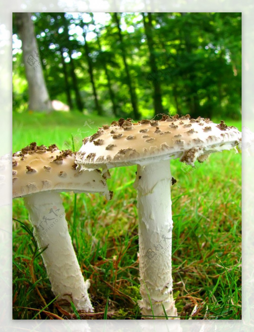 白蘑菇摄影图__蔬菜_生物世界_摄影图库_昵图网nipic.com