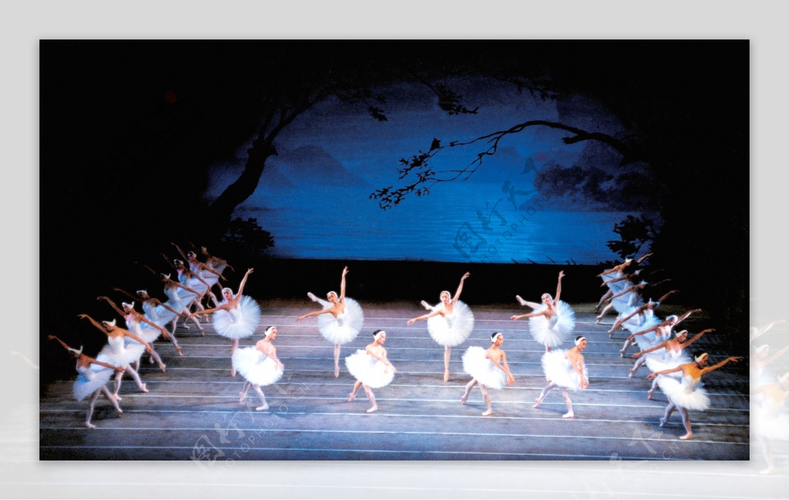 芭蕾舞天鹅湖图片