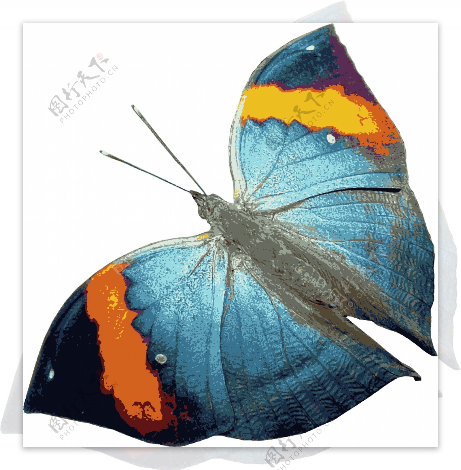 彩色蝴蝶3图片
