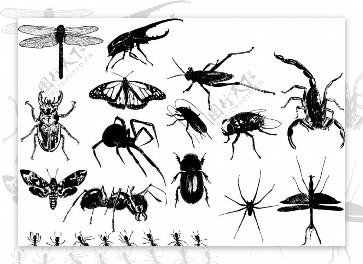 矢量昆虫图片