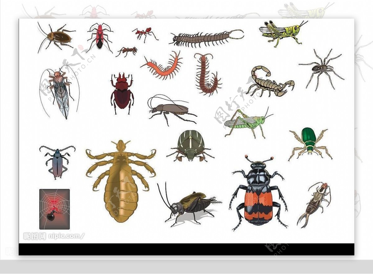 CorelDARW精选矢量图库动物昆虫01图片