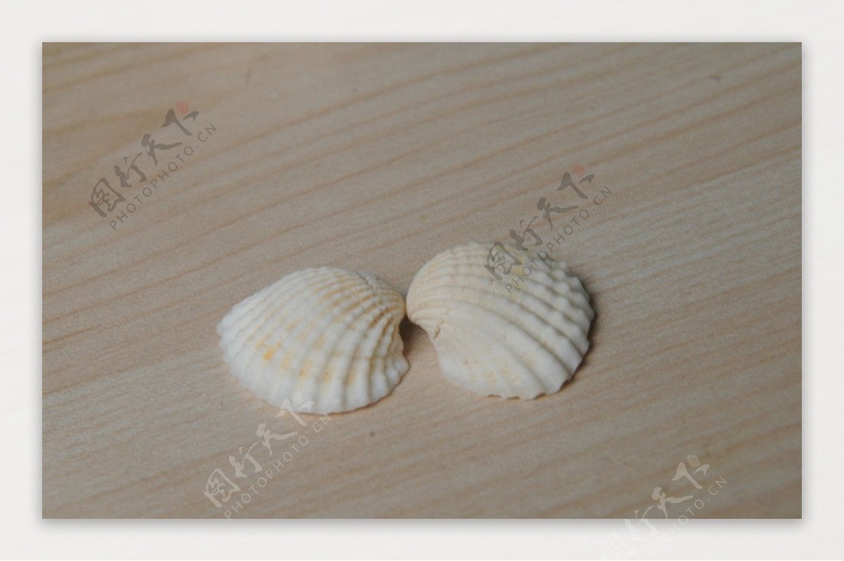 贝壳田螺海螺图片