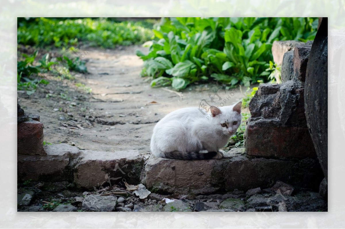 安静的猫图片