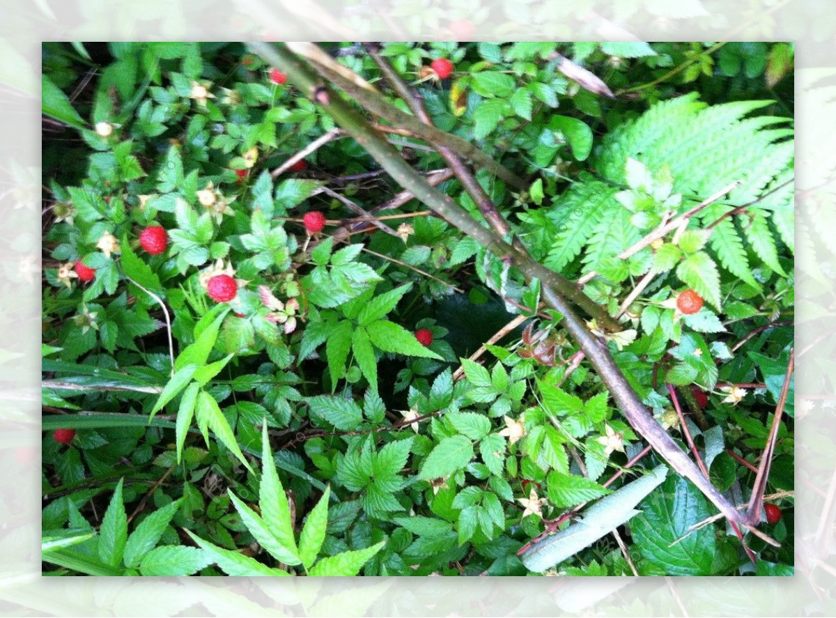 野生树莓图片