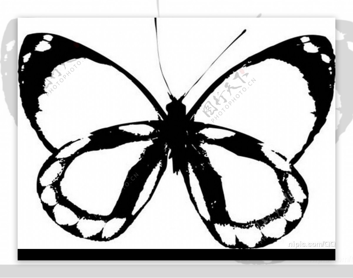 蝴蝶黑白矢量图片
