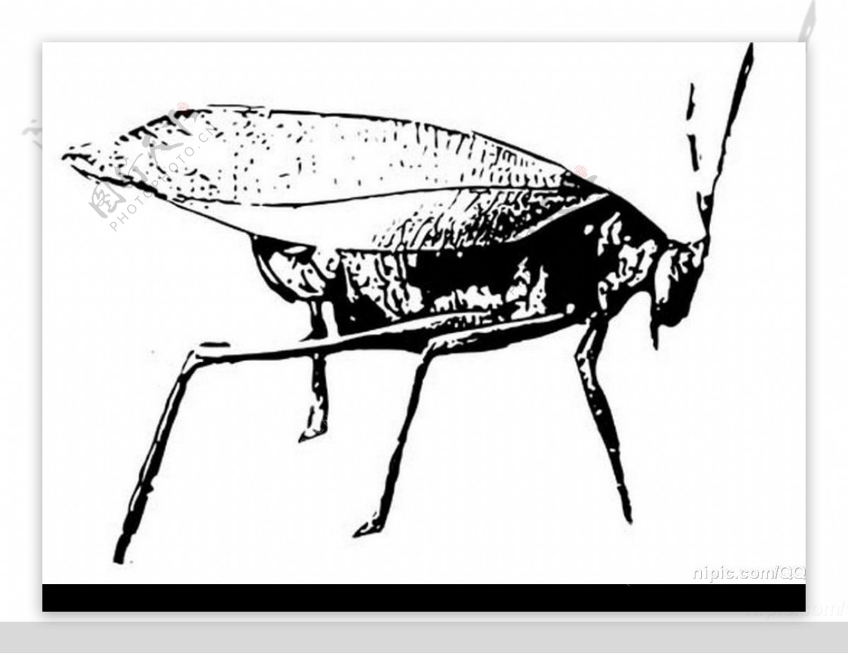 昆虫矢量图图片