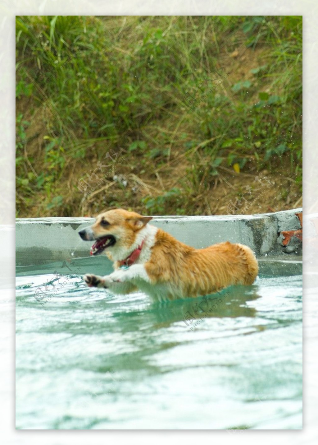 狗儿夏日戏水图片