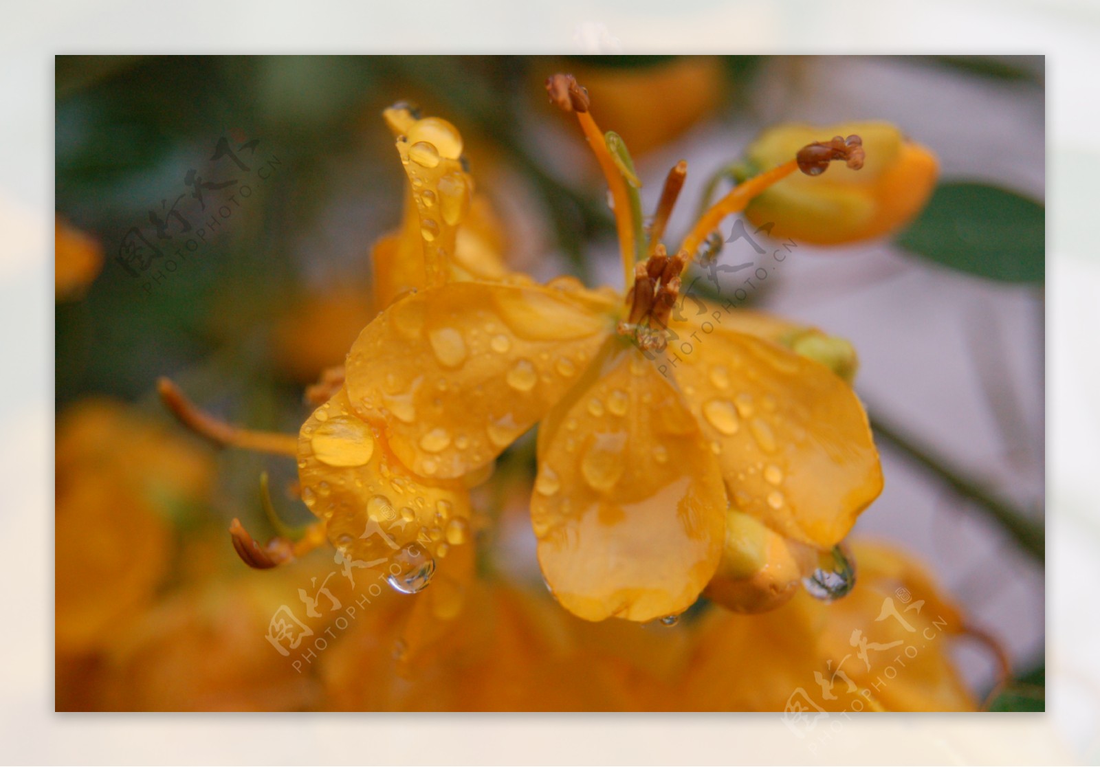 雨中的黄槐花2图片