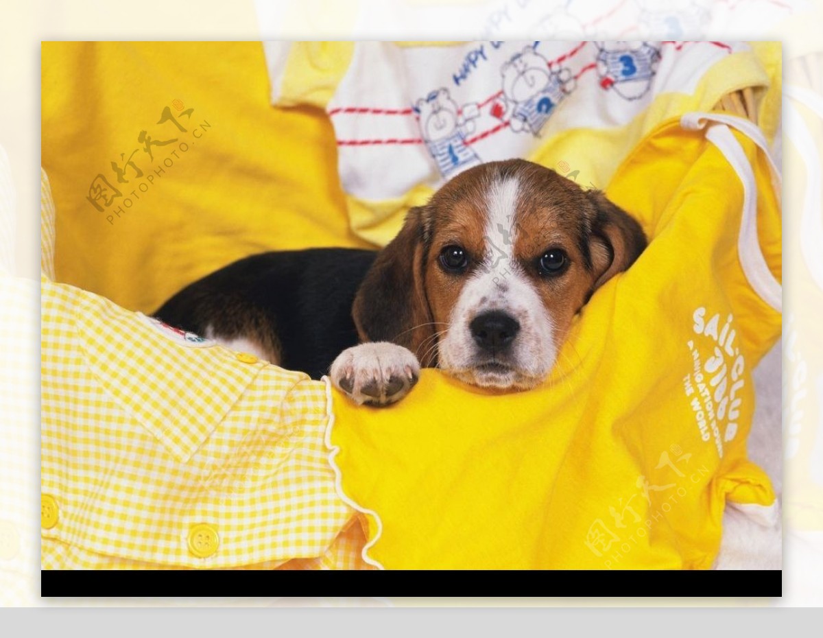 睡袋里的小狗图片