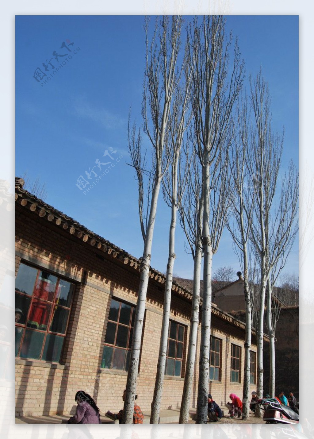 学校的白杨树图片