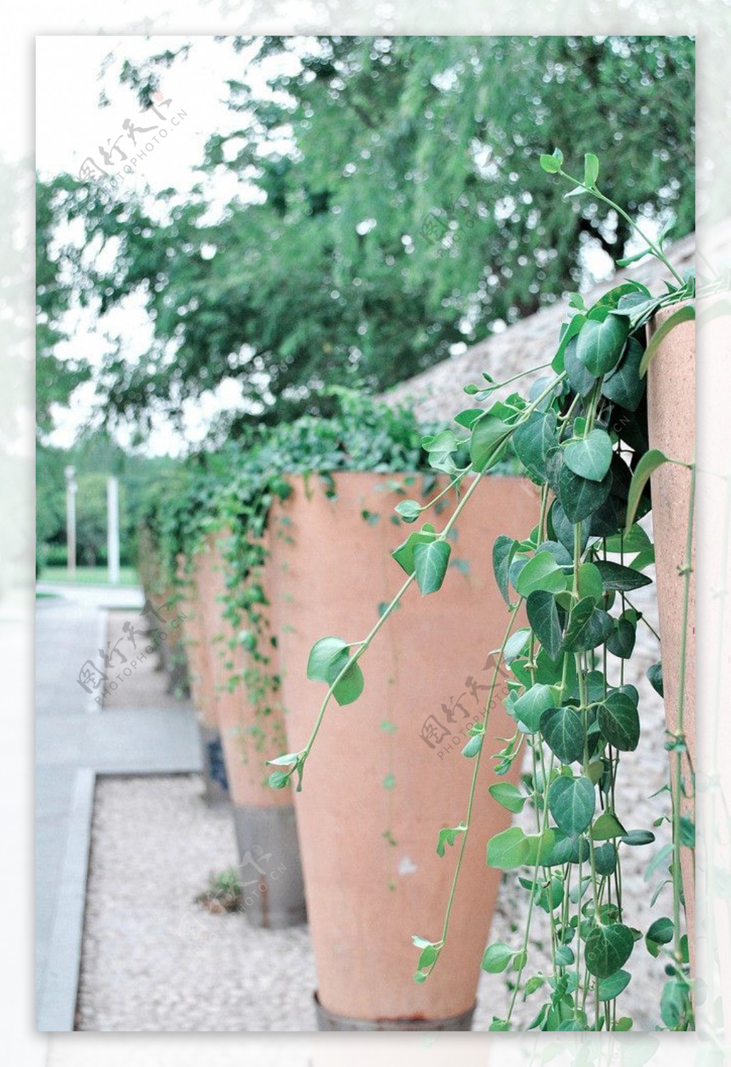 藤蔓植物图片