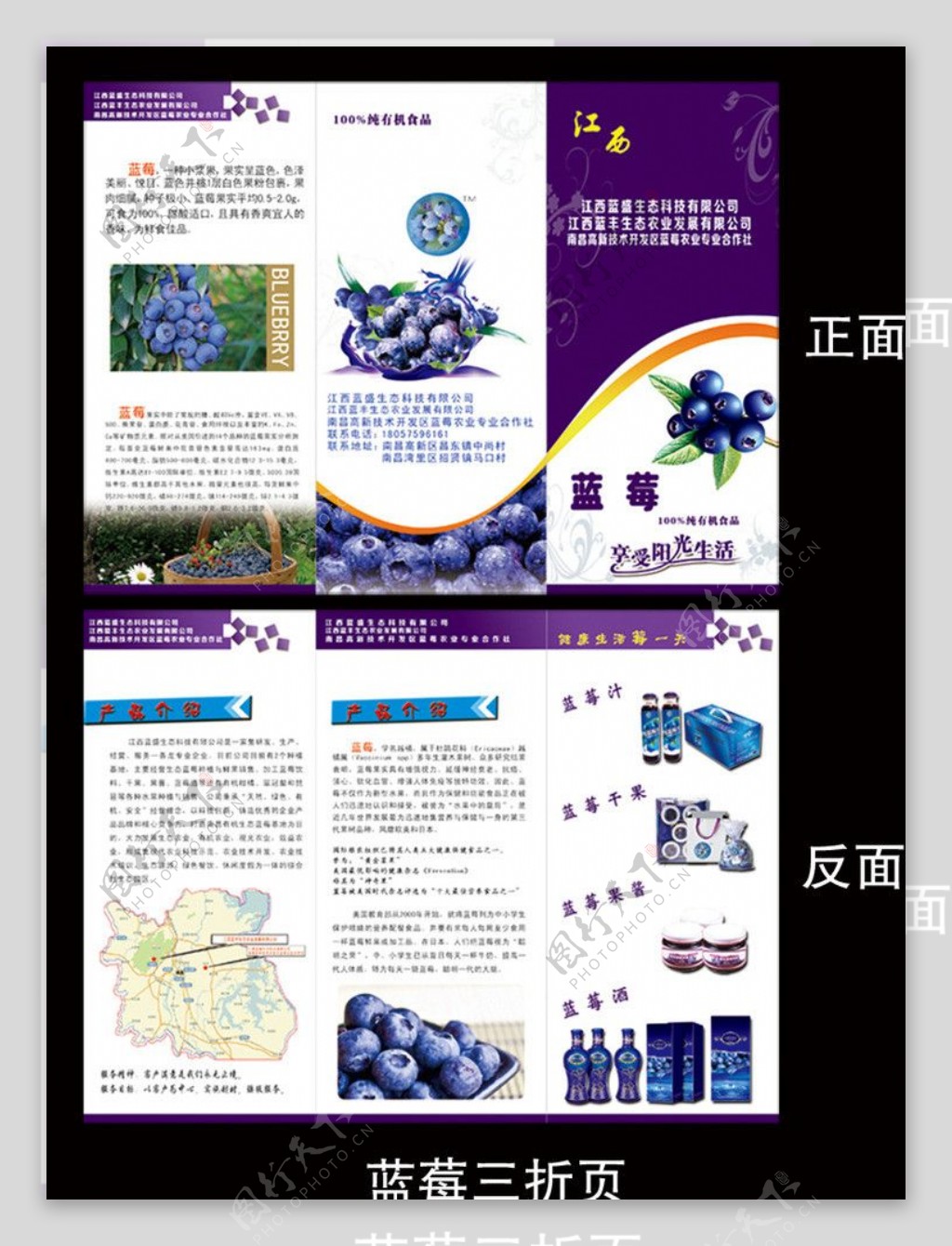蓝莓三折页图片