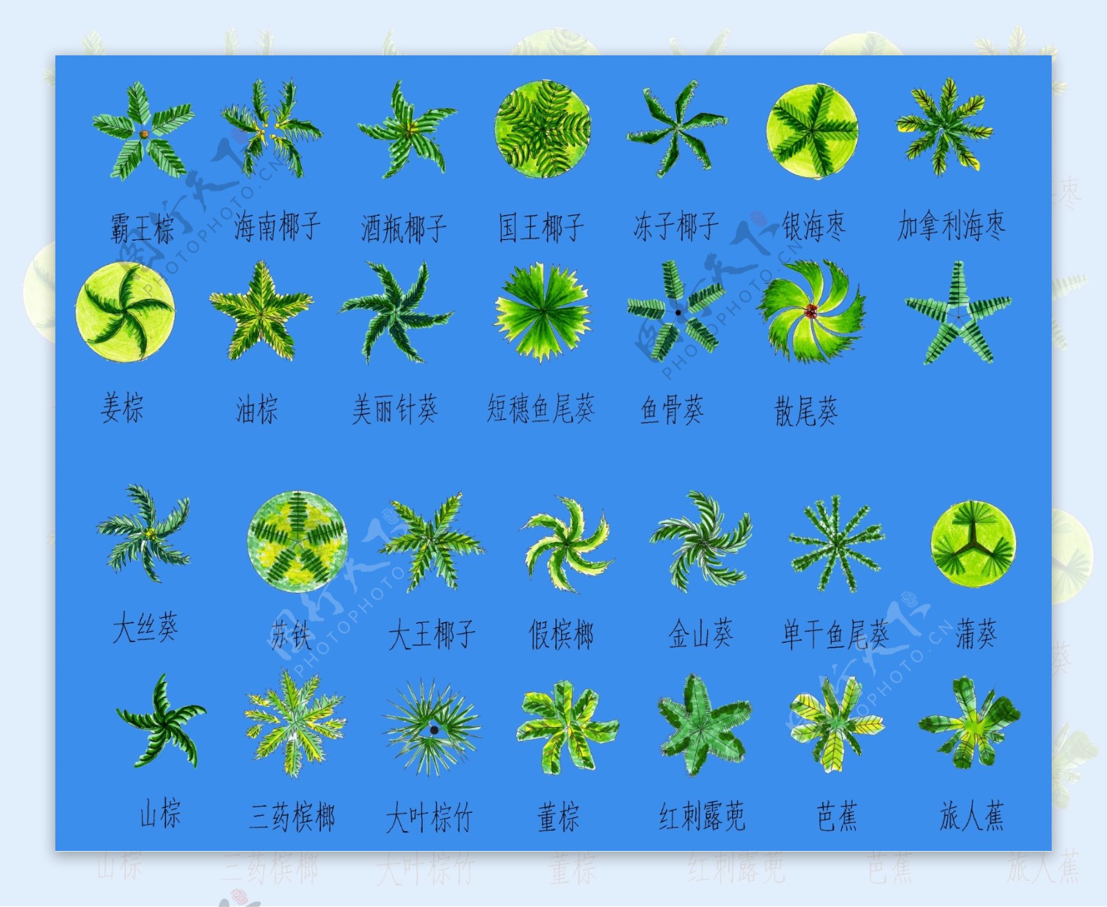 植物平面分层图图片