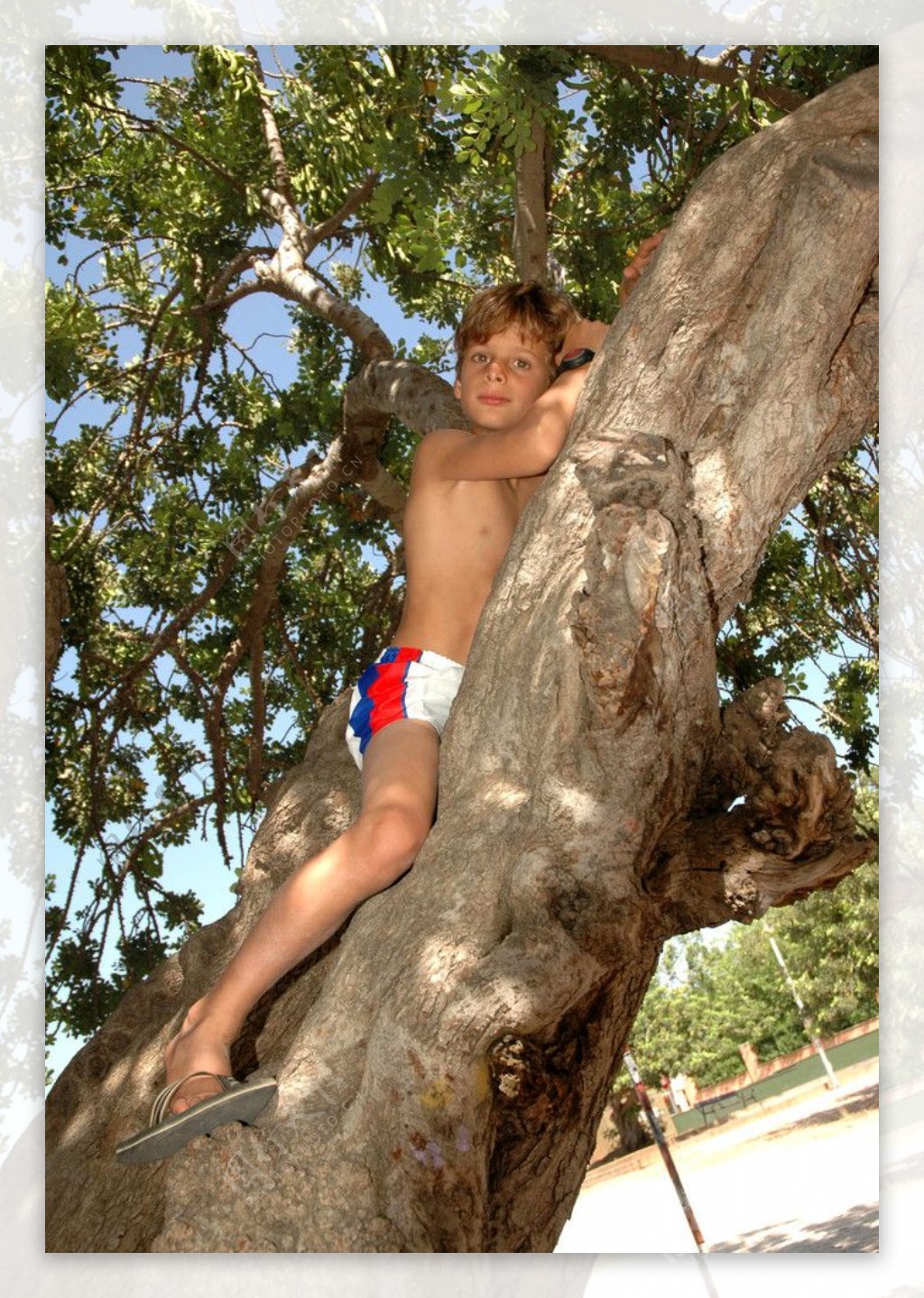 在树干上的男孩图片