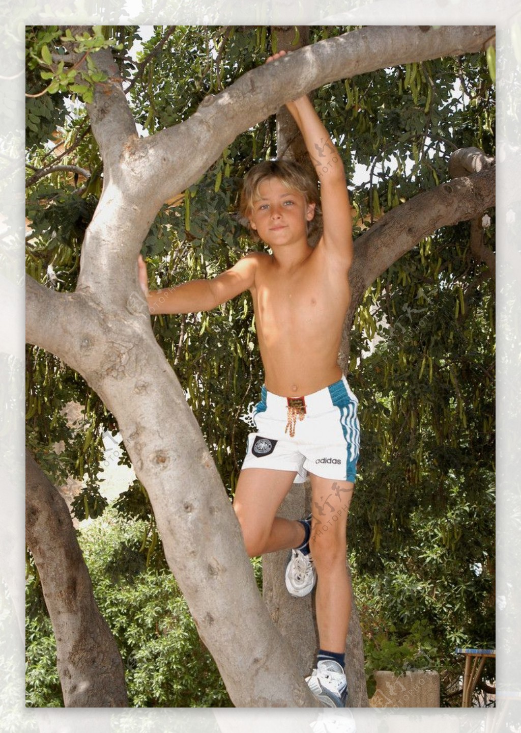 在树上的男孩图片