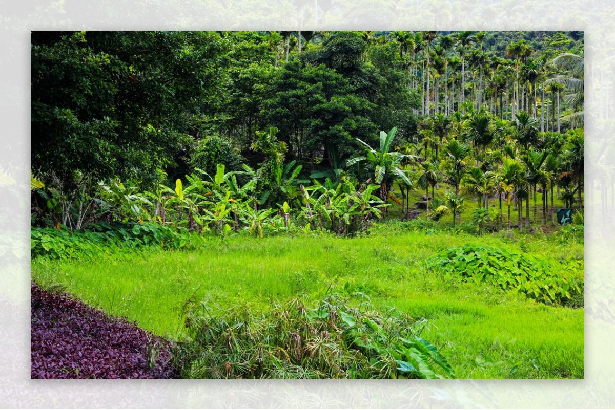 呀诺达雨林植物图片