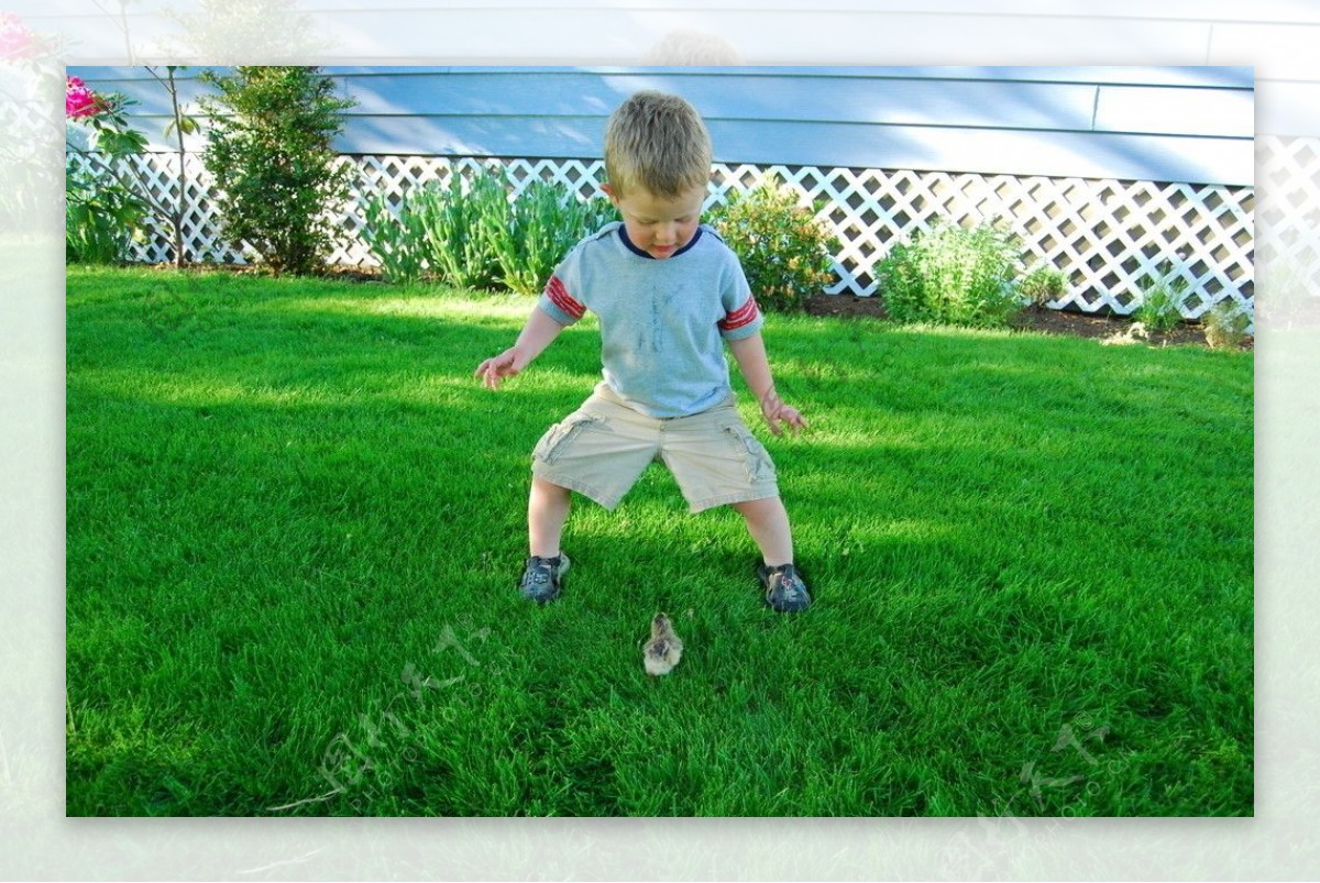 绿色草地上和小鸡玩耍的小孩图片