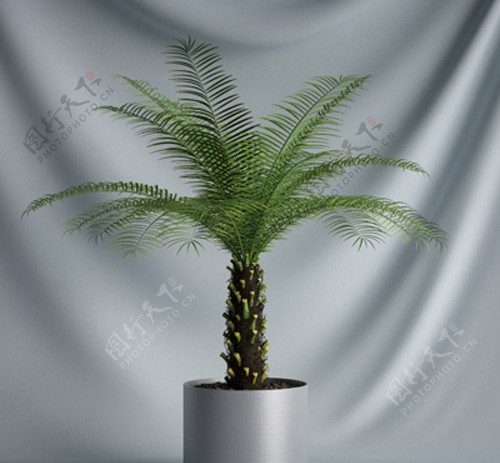 盆栽植物三维模型图片