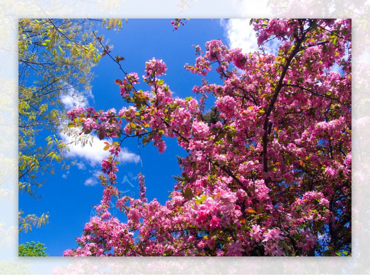 北海道札幌山岗公园的樱花图片