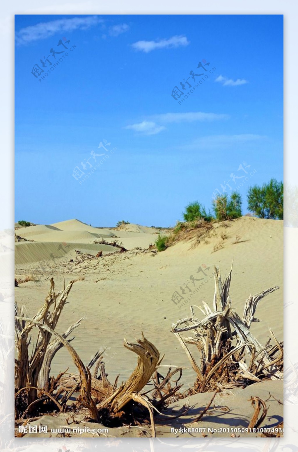 新疆塔里木沙漠红柳图片