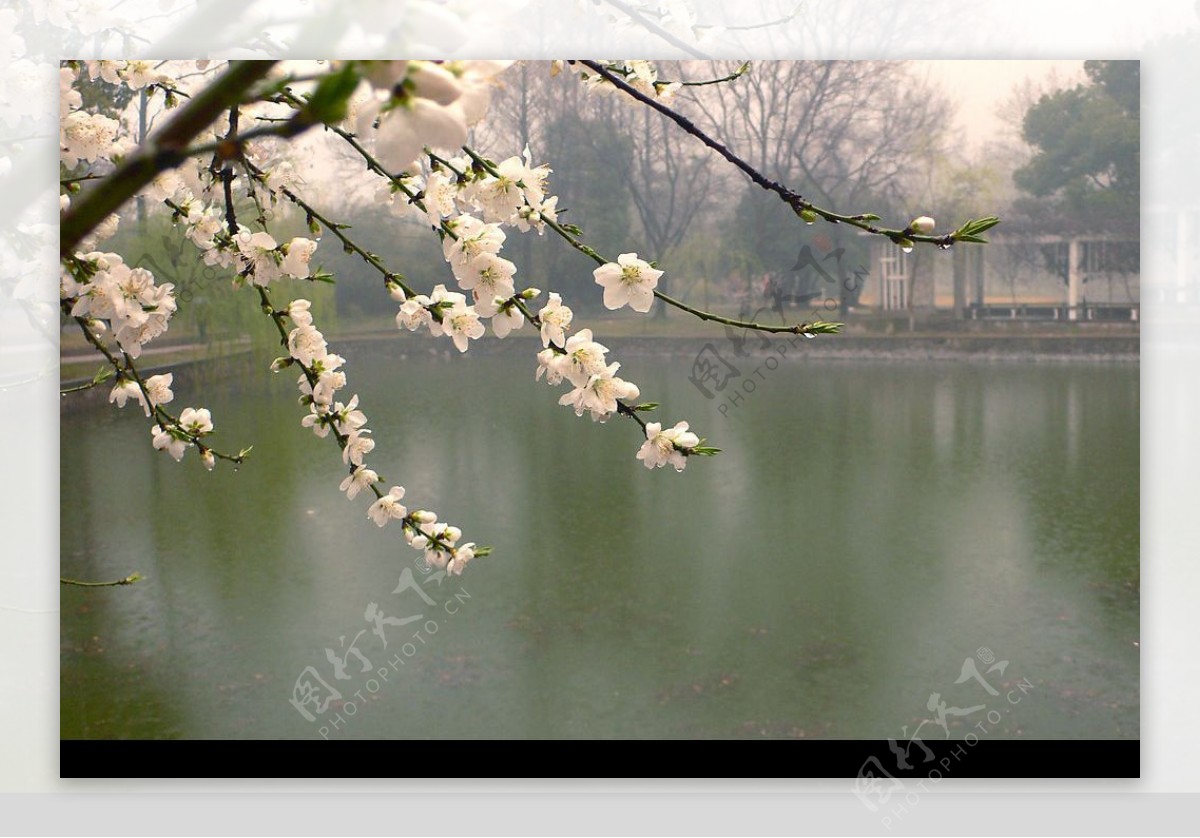 梅花湖景图片