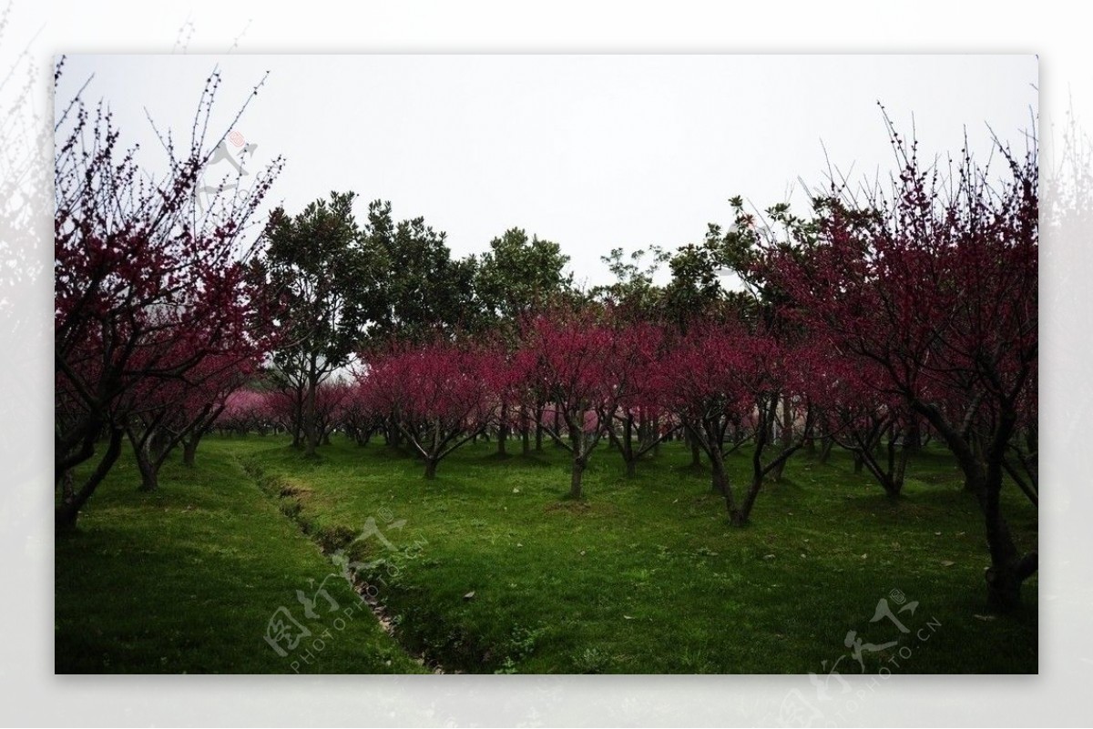 北海道札幌山岗公园梅花盛开季节图片