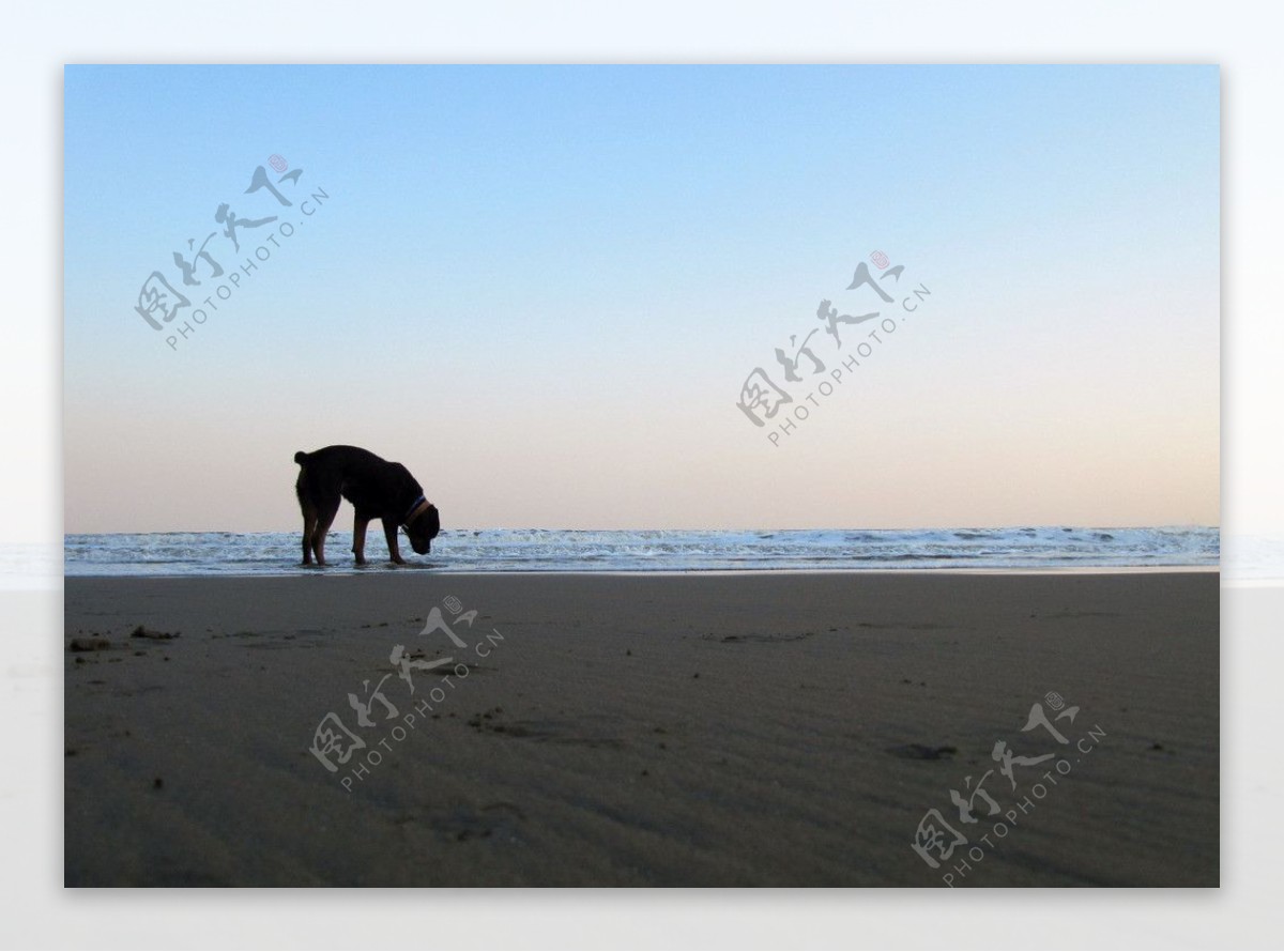 狗狗在沙滩上图片
