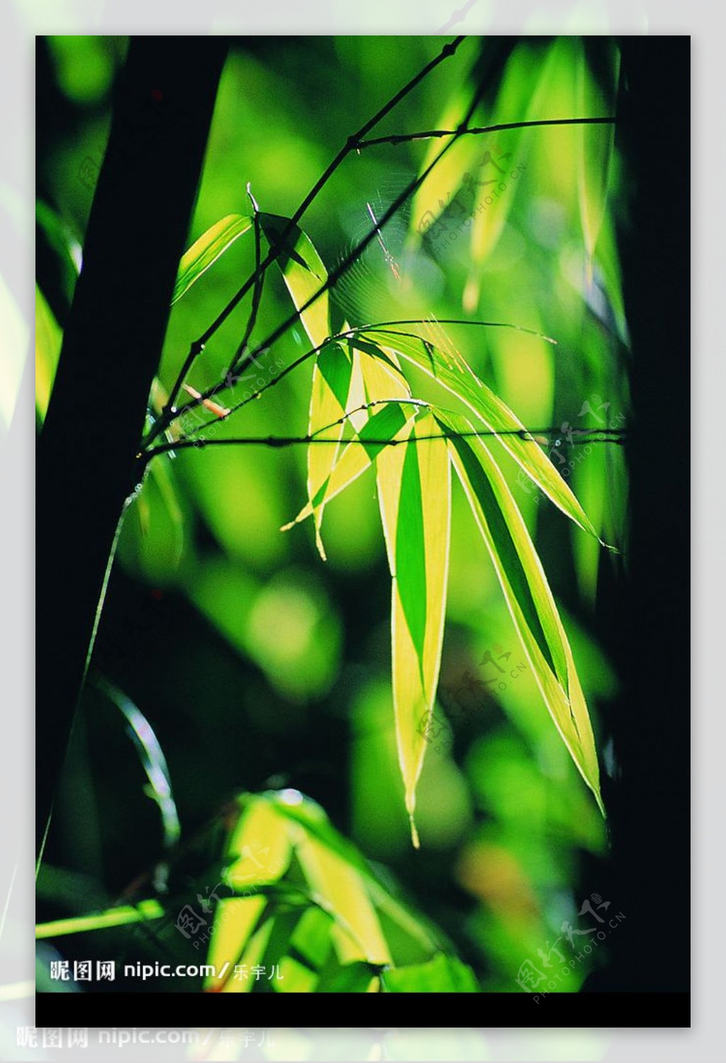 阳光下的竹叶竹子图片