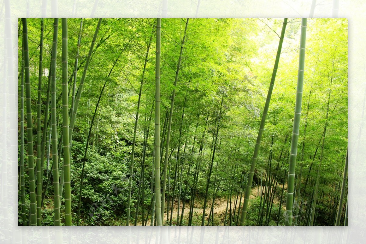 竹林山路图片