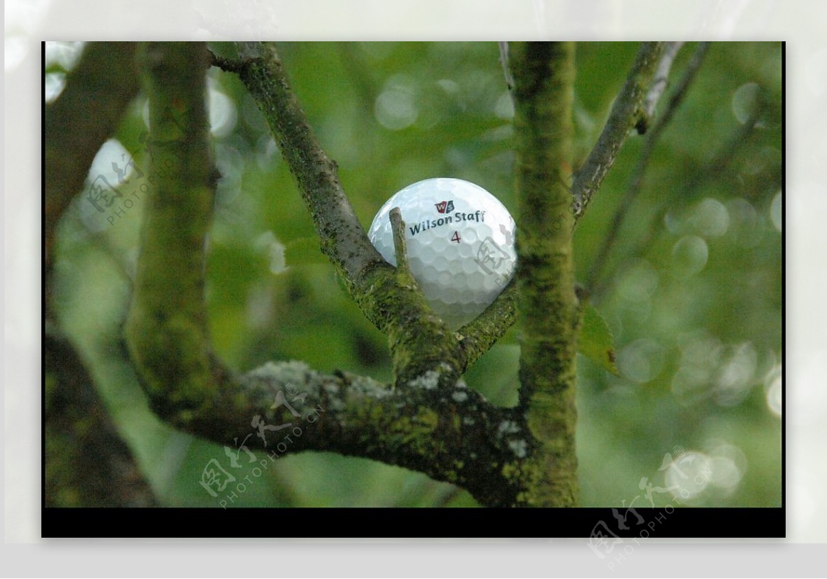 大树上的高尔夫球图片