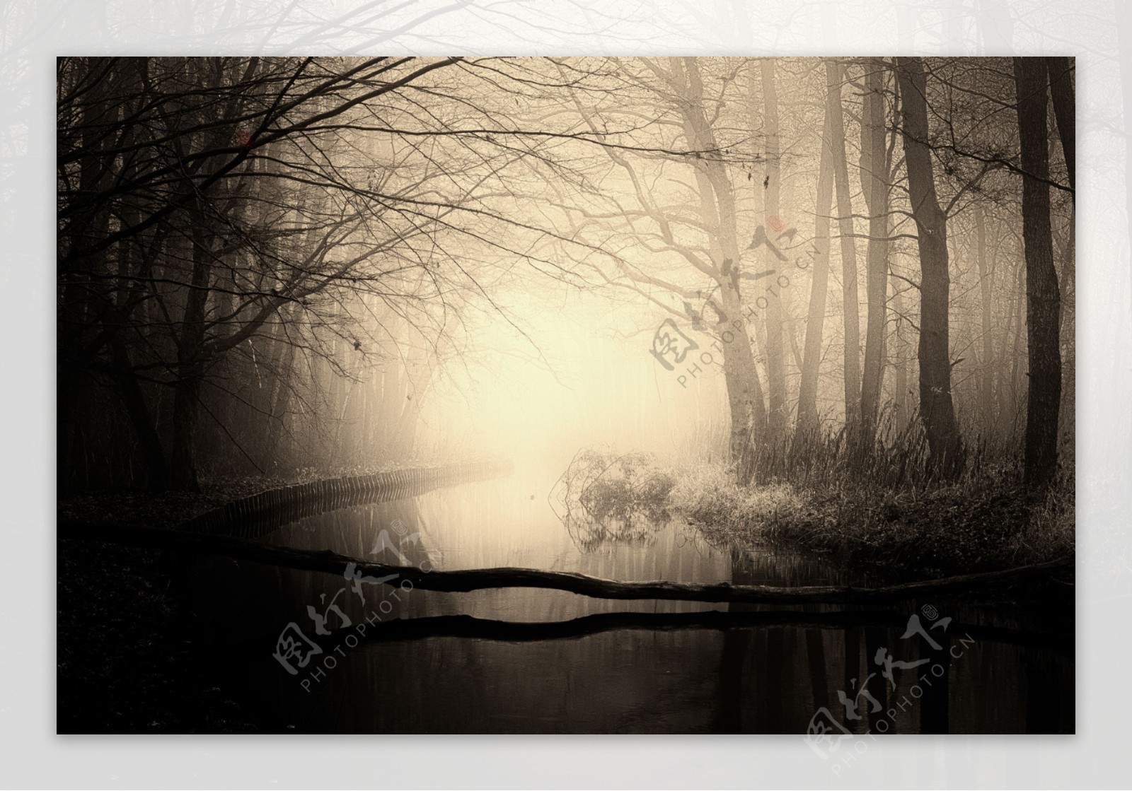 幽暗的树林小河图片