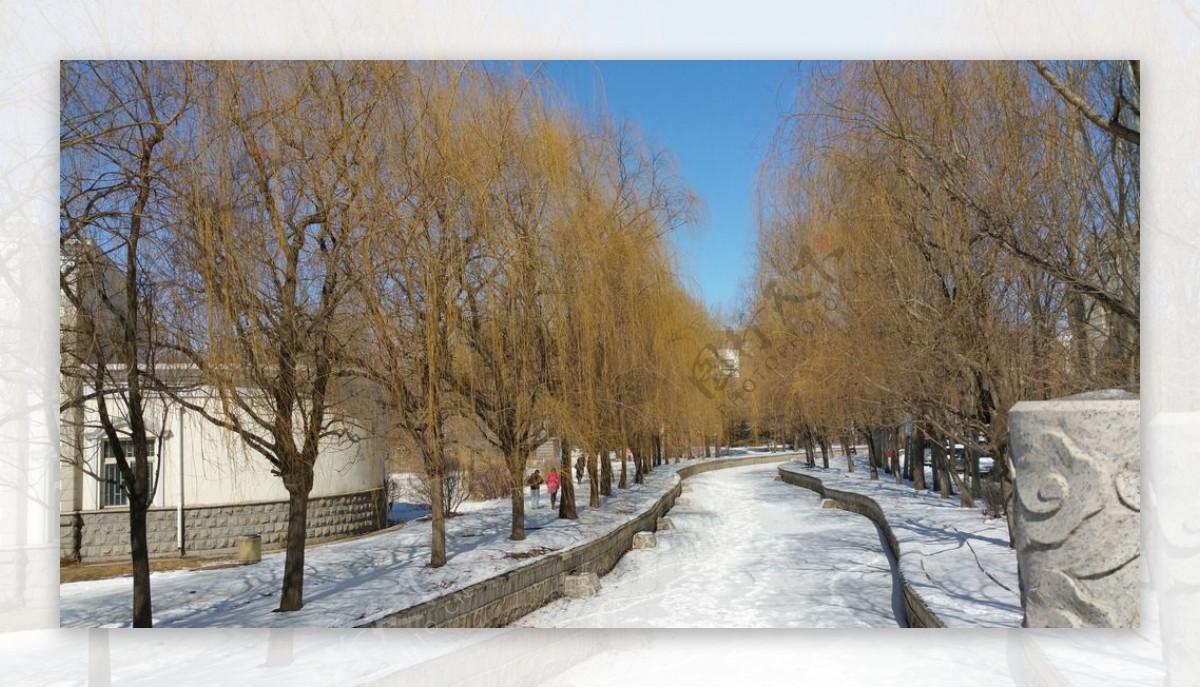 大雪过后河边的柳树图片
