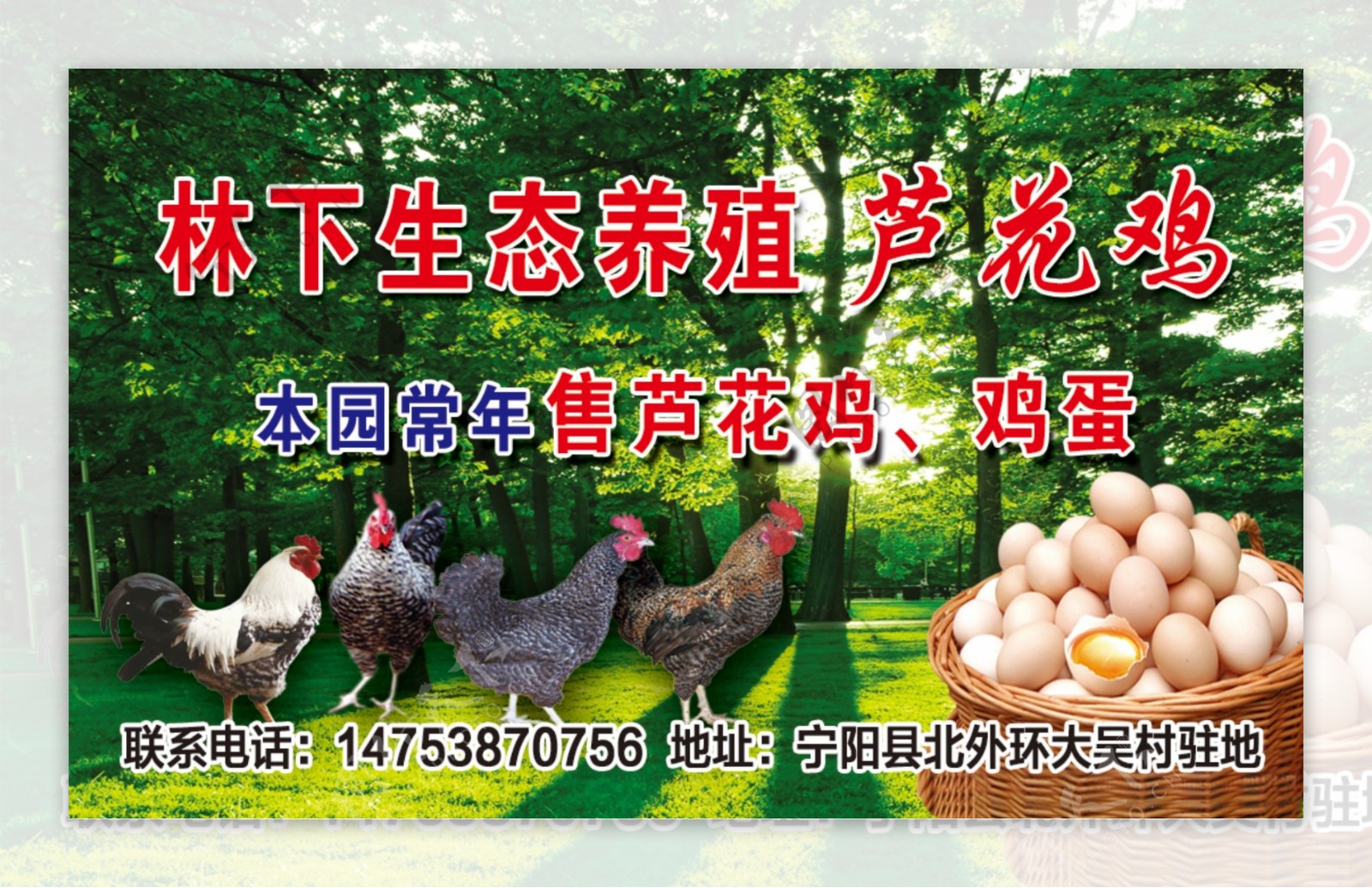 芦花鸡广告图片