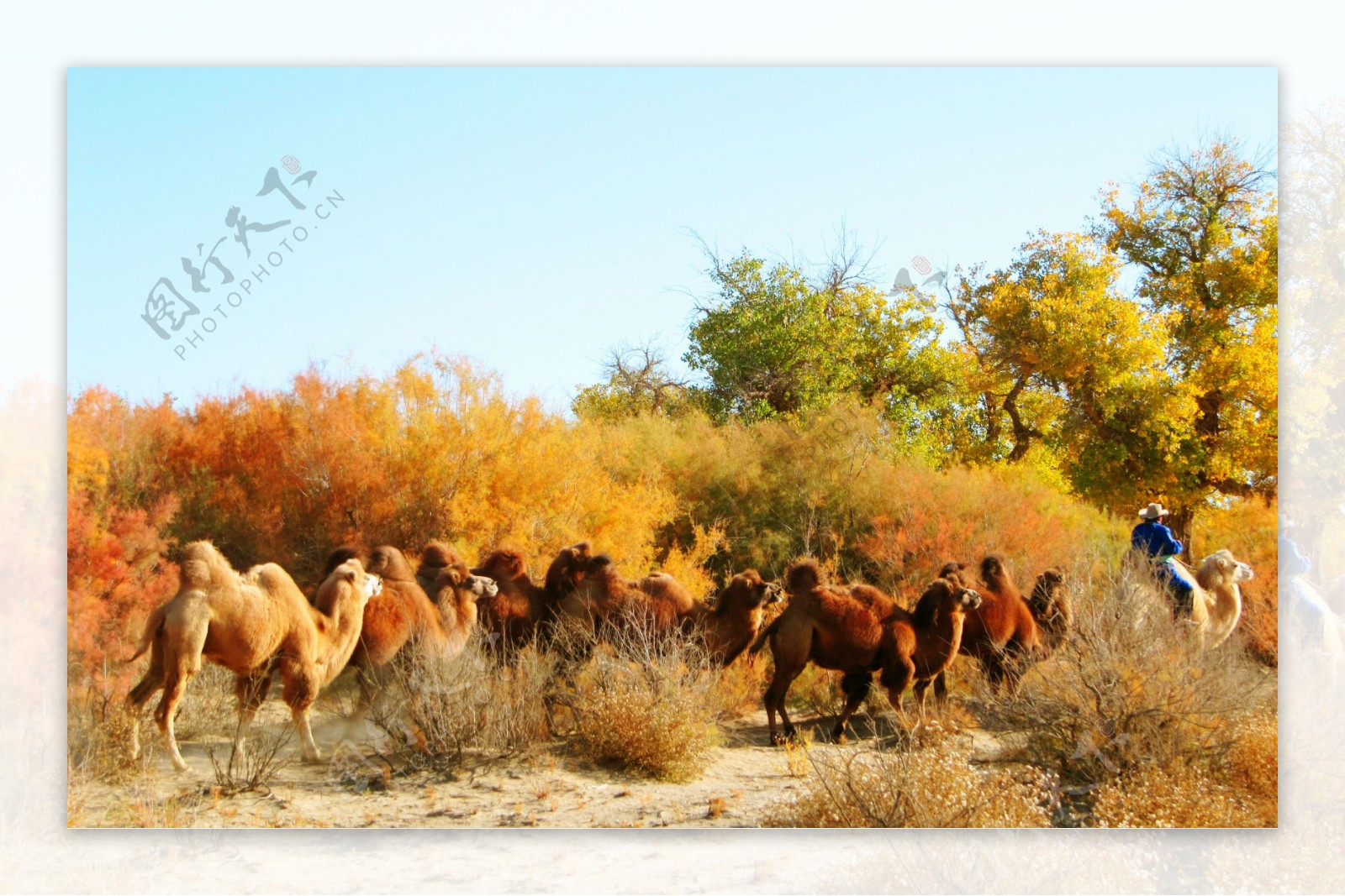 胡杨林中的骆驼-中关村在线摄影论坛