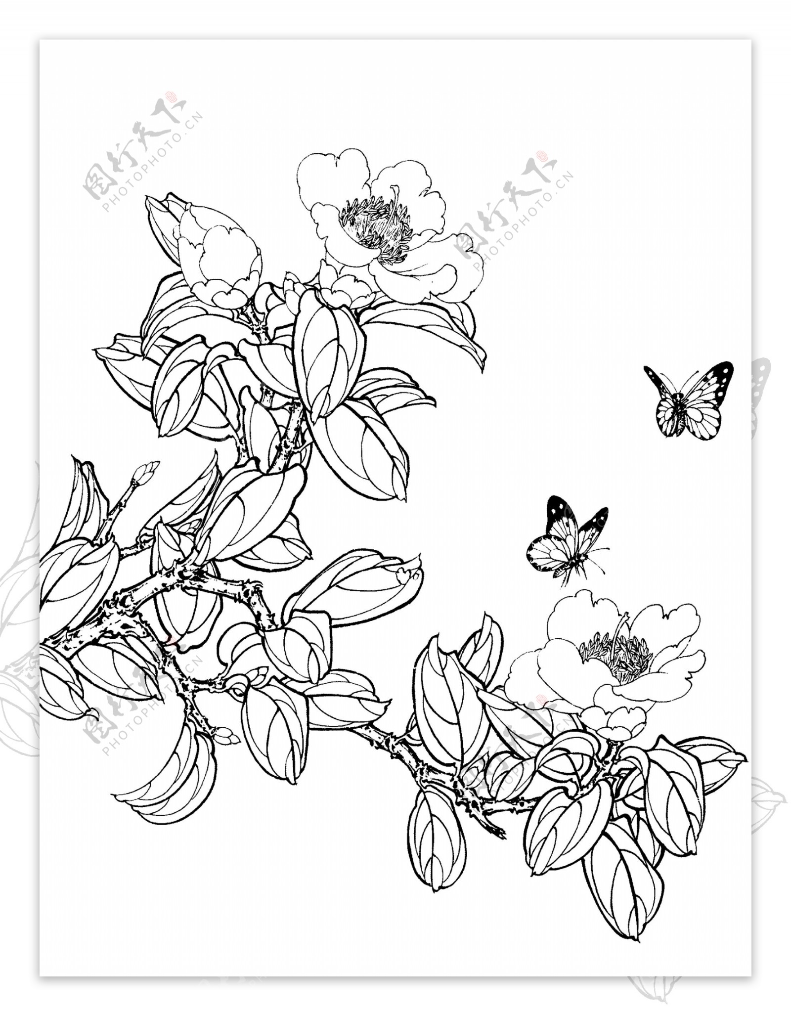 工笔画线描花卉画图片