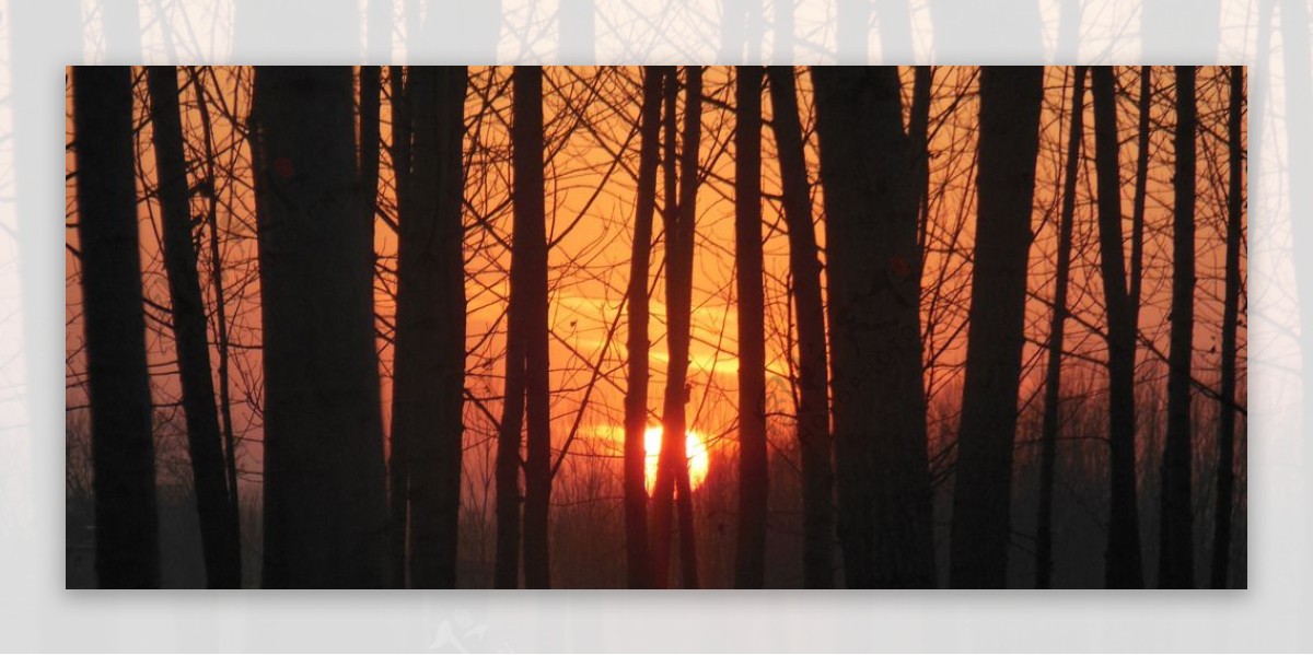 林中夕阳图片