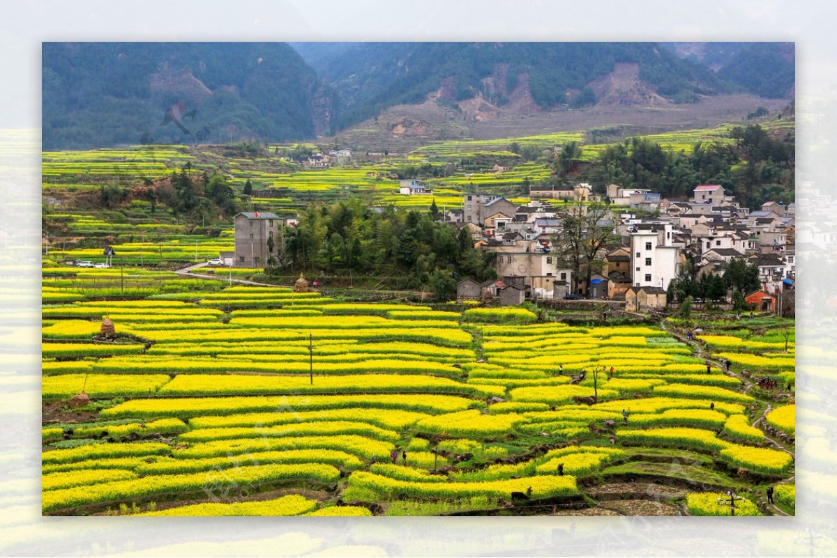 家朋油菜花图片