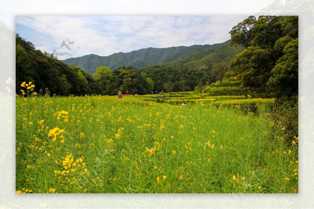 江岭梯田油菜花图片