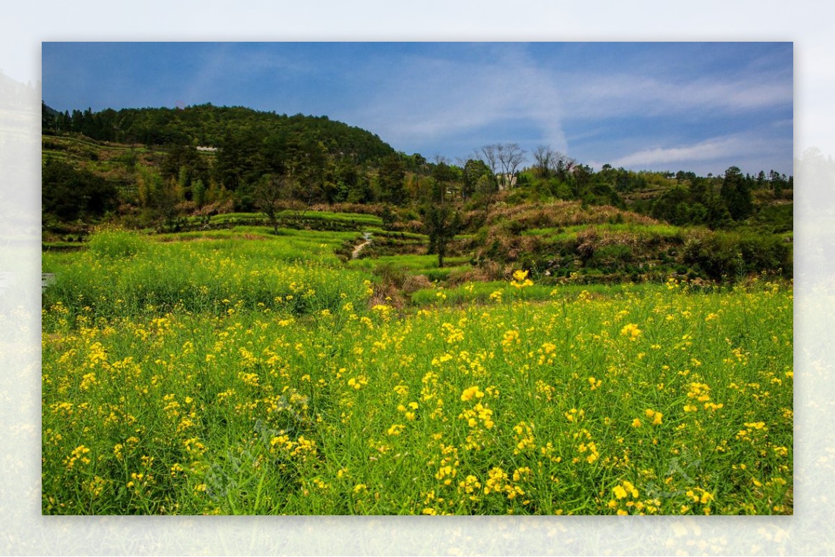 江岭梯田油菜花图片