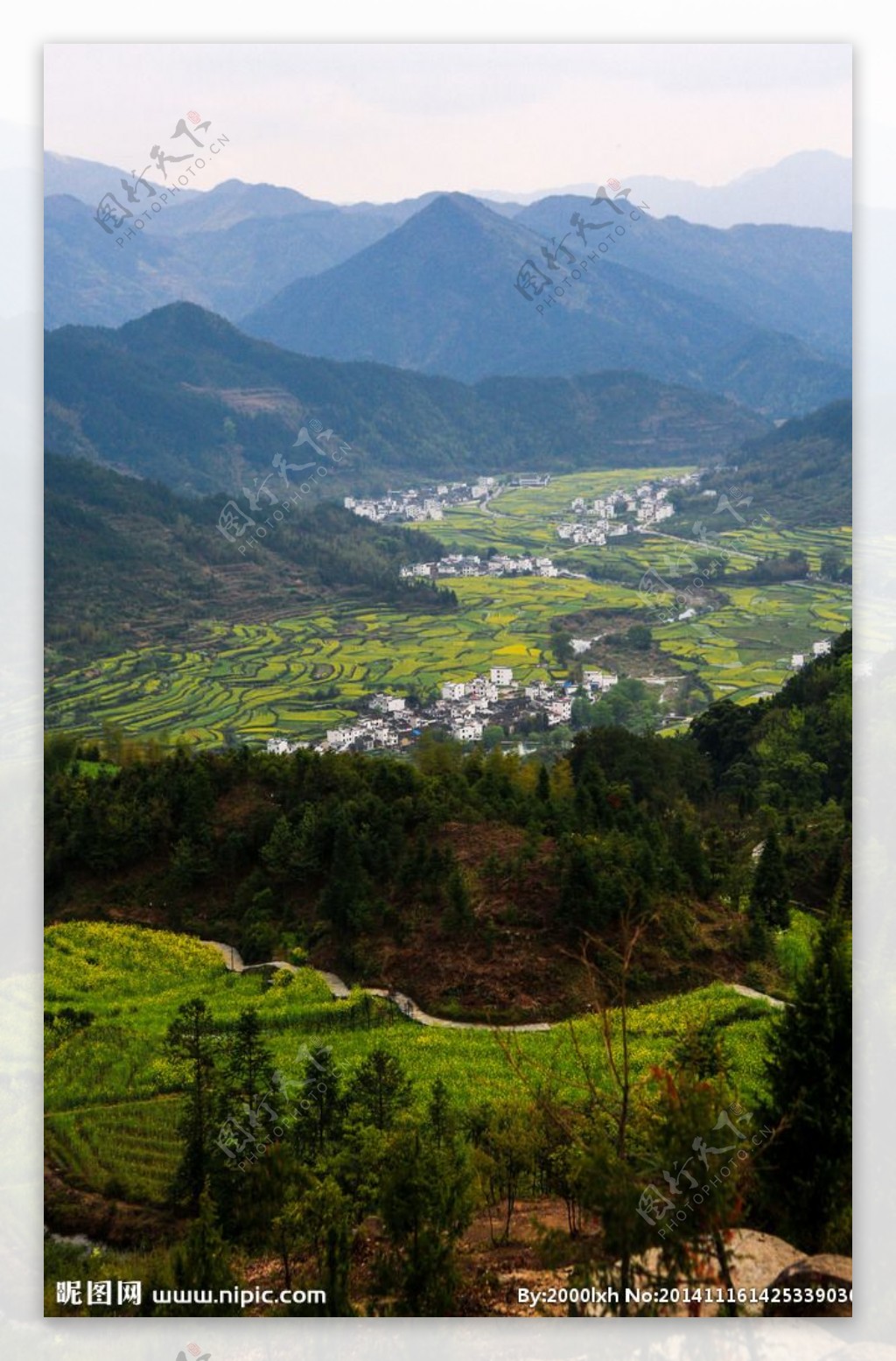 江岭梯田油菜花图片