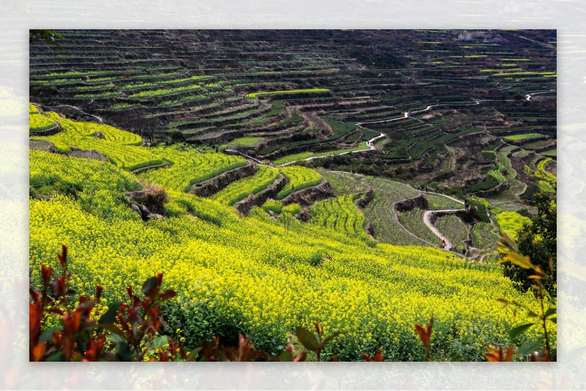 覆卮山梯田油菜花图片