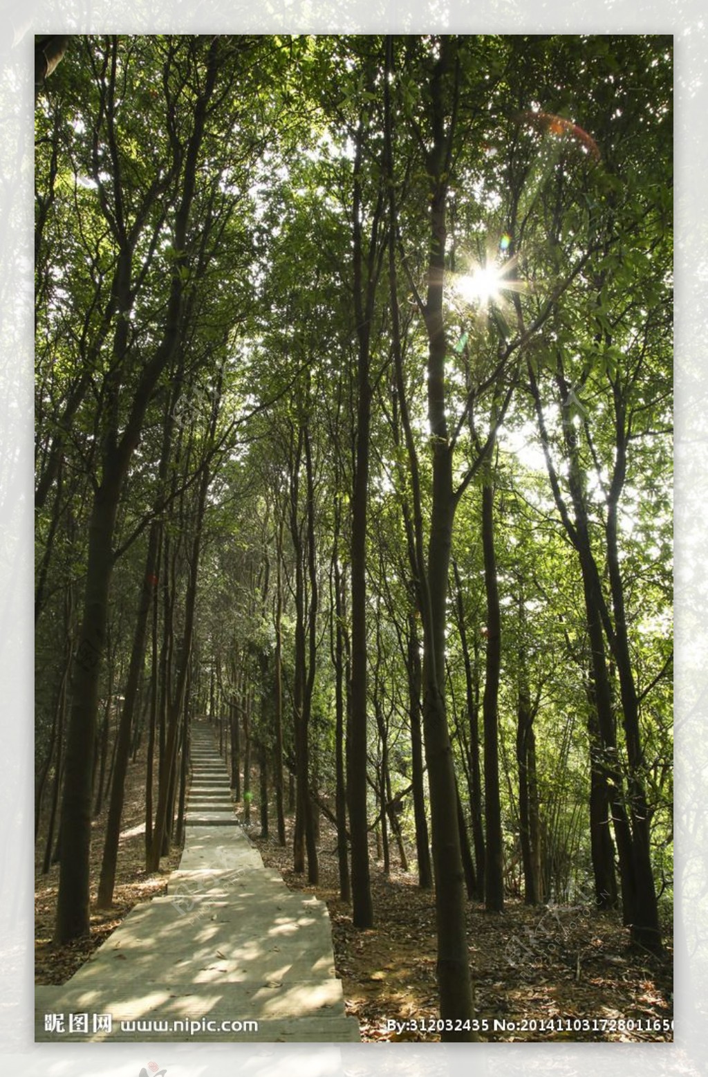 原生态树林图片