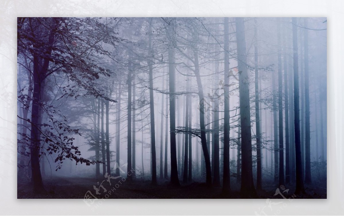 雾树图片