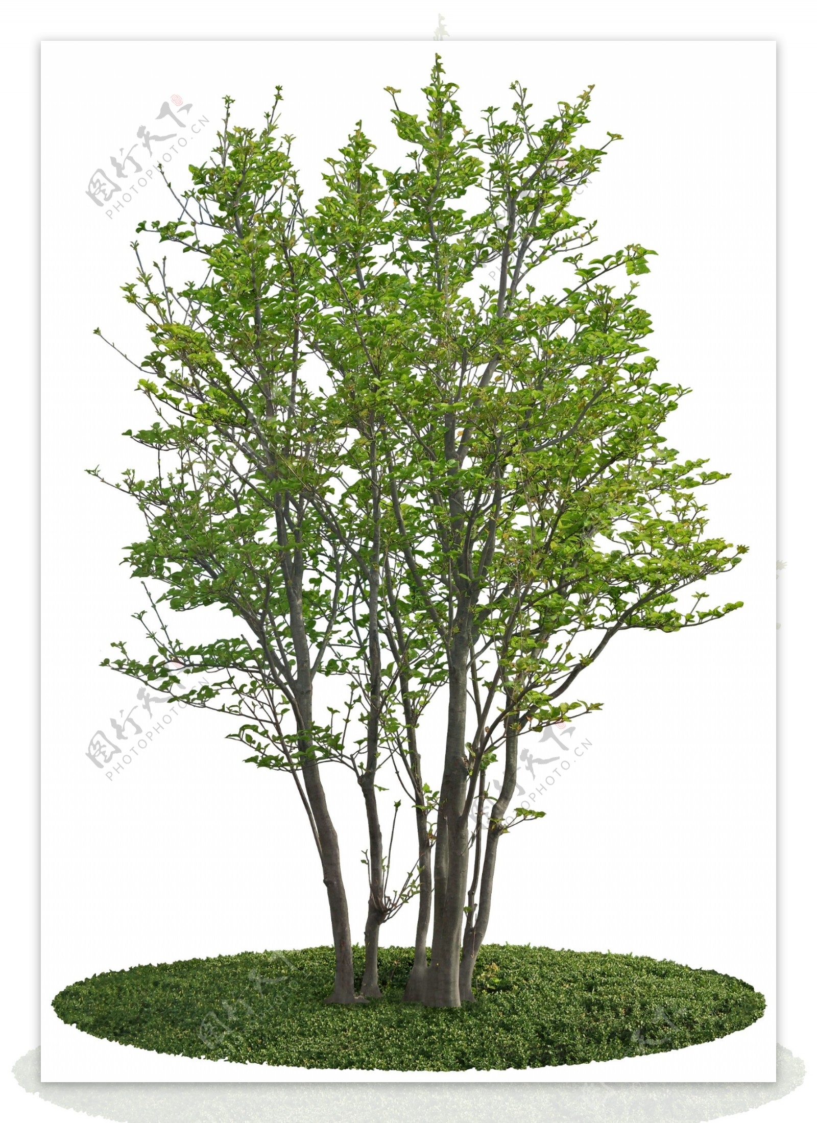 psd格式树木图片