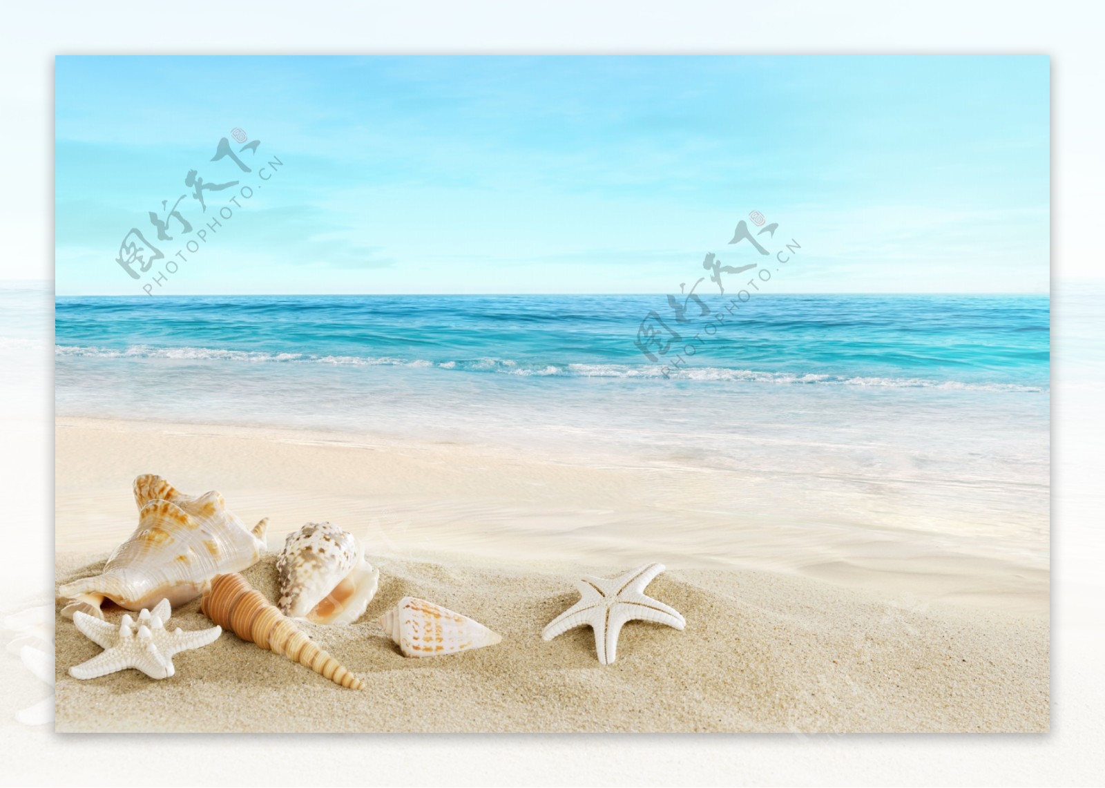 海滩海星海螺图片