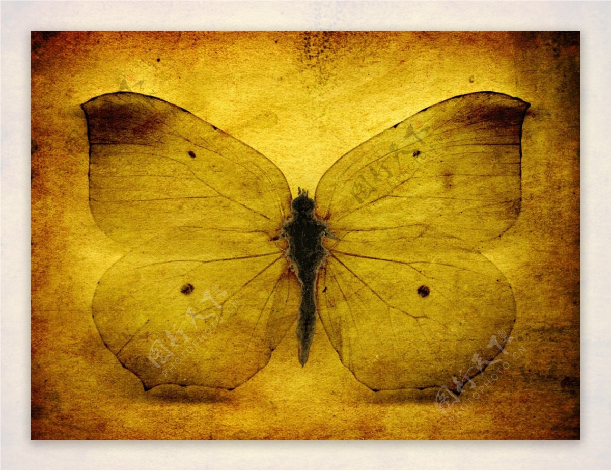 蝴蝶图片素材-编号13399906-图行天下