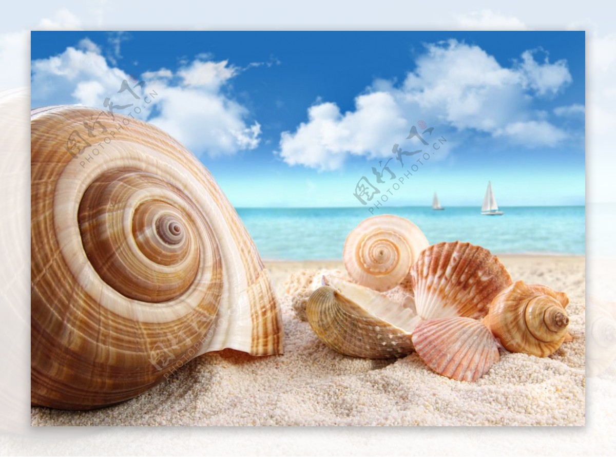 海边海螺图片