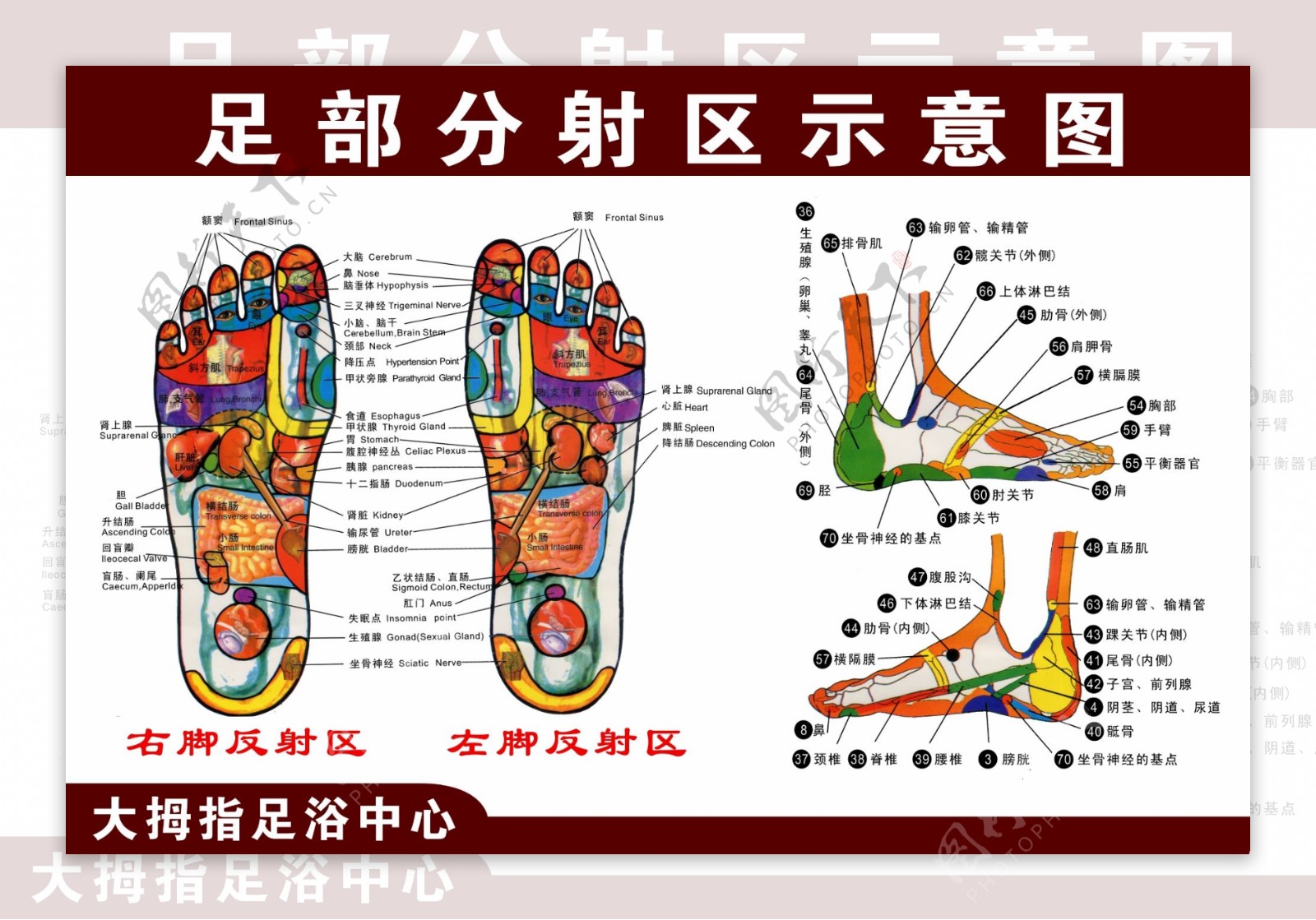 中国足浴按摩协会脚底区域图图片