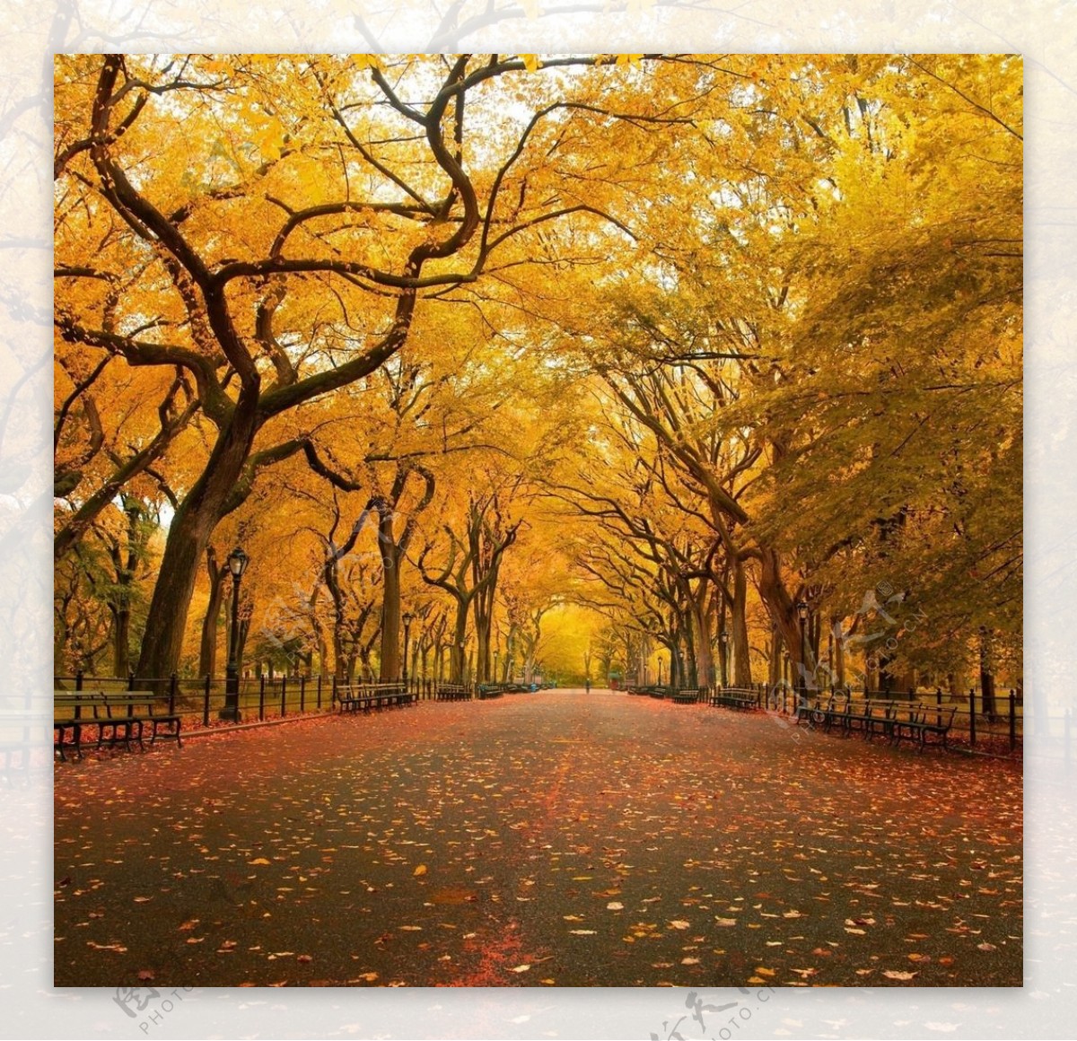 纽约公园秋图片