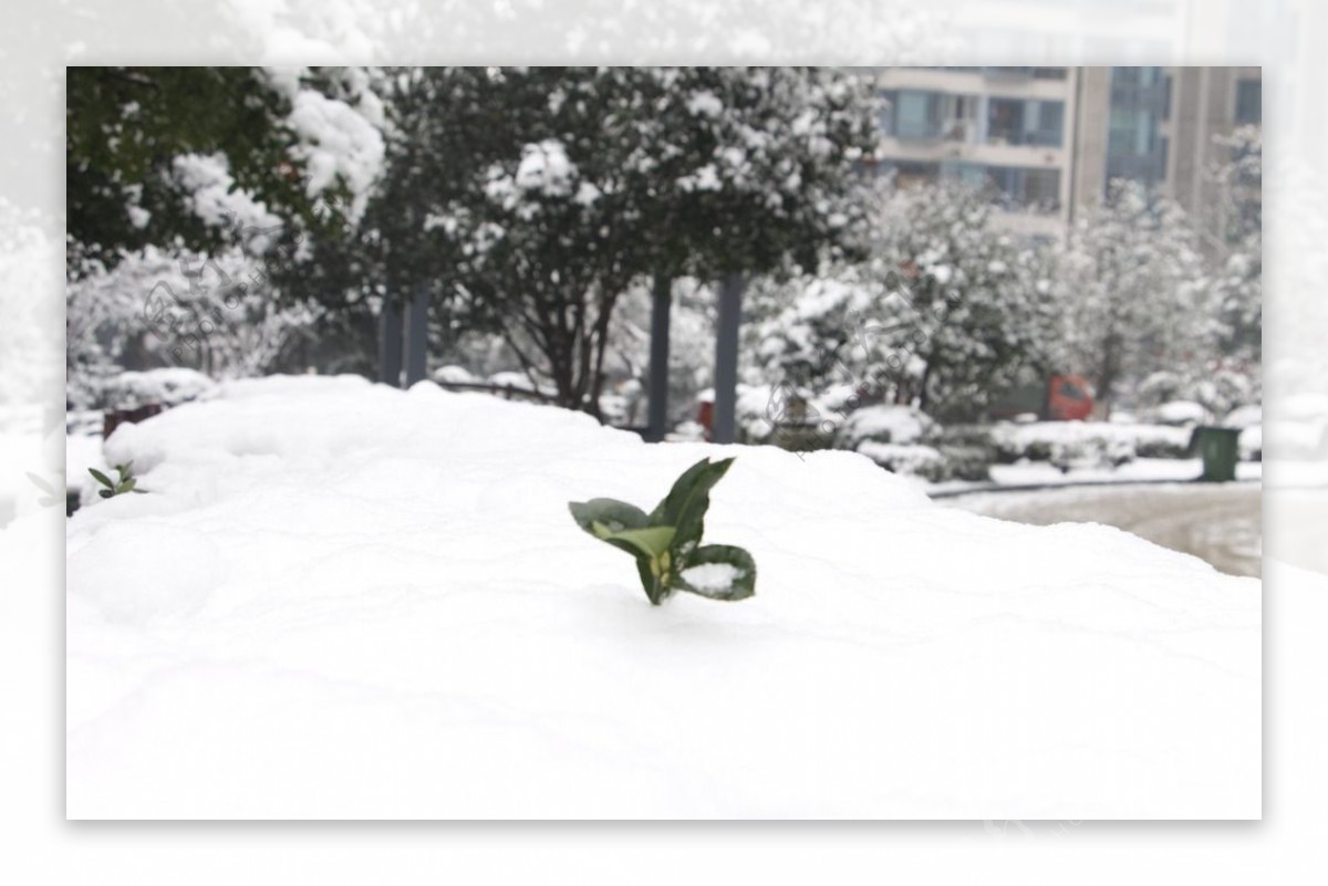 雪景图片